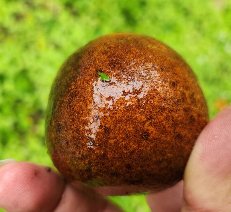 果實表皮黑褐化之火燒柑