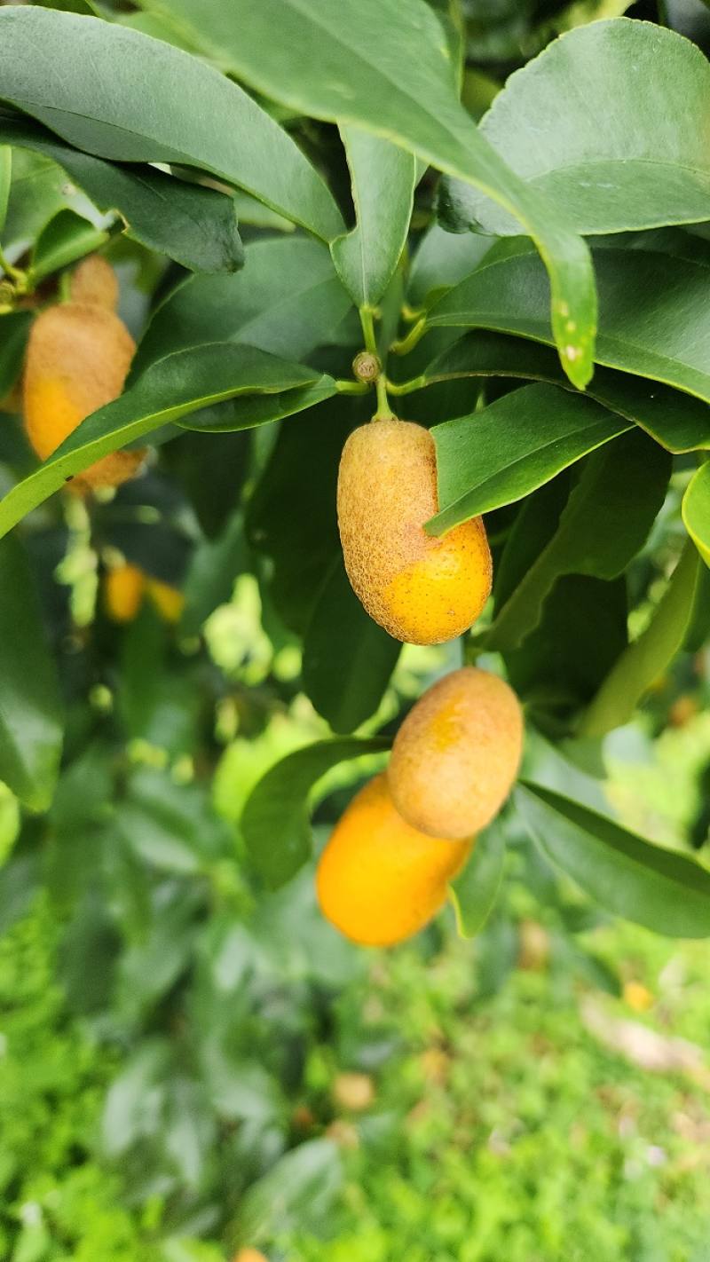 受柑橘銹蜱危害之金柑果實