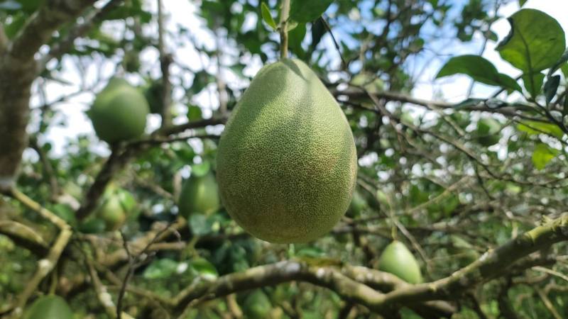 受柑橘銹蜱危害之文旦柚果實