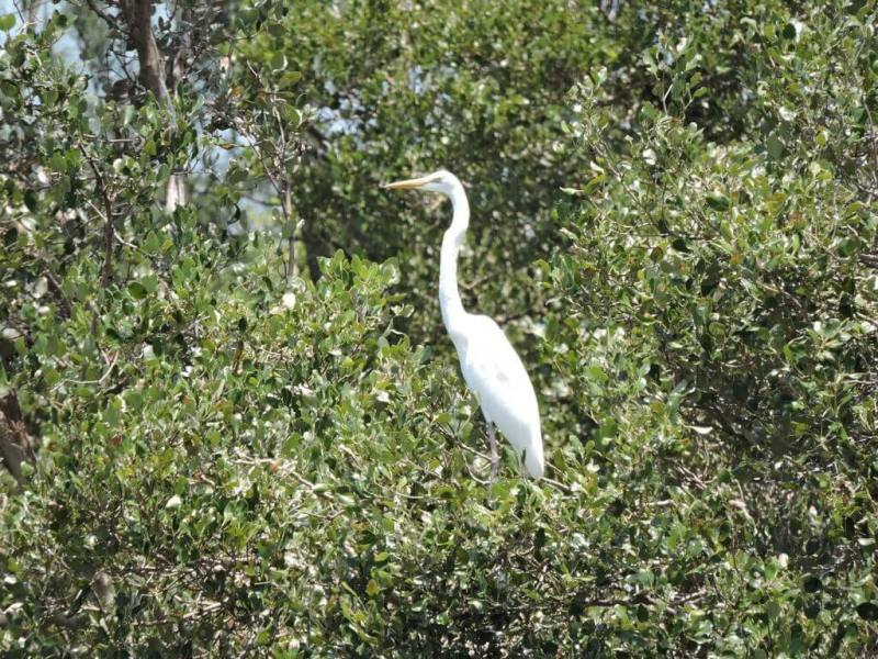 夏季是鷺鳥繁殖育雛的黃金時節，高雄市工務局公園處指出，高雄援中港濕地正展現強大生命力，紅樹林枝頭傳來鷺鳥此起彼落的鳴叫，宣告育雛季節熱鬧展開。（高雄市公園處提供）