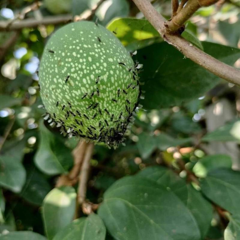 台灣生產特有的愛玉，最大功臣就是比螞蟻還小的榕小蜂，也稱為愛玉小蜂，愛玉小蜂有特殊的技能，能鑽進無花果，在果肉裡產卵。（農村水保署台北分署提供）