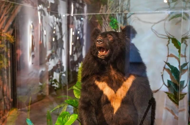 新北市永和區世界宗教博物館9日表示，兒童館展出生命教育特展，以截肢重生的小黑熊故事，引領觀眾思索人與自然的關係，因為獲得迴響，展期延長至今年底。（世界宗教博物館提供）