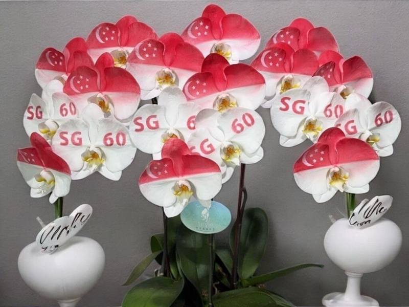 為祝賀新加坡60週年國慶，駐新加坡代表處致贈運用奈米科技打造印有新加坡國旗與「SG60」字樣的蘭花作為賀禮。（駐新加坡代表處提供）
