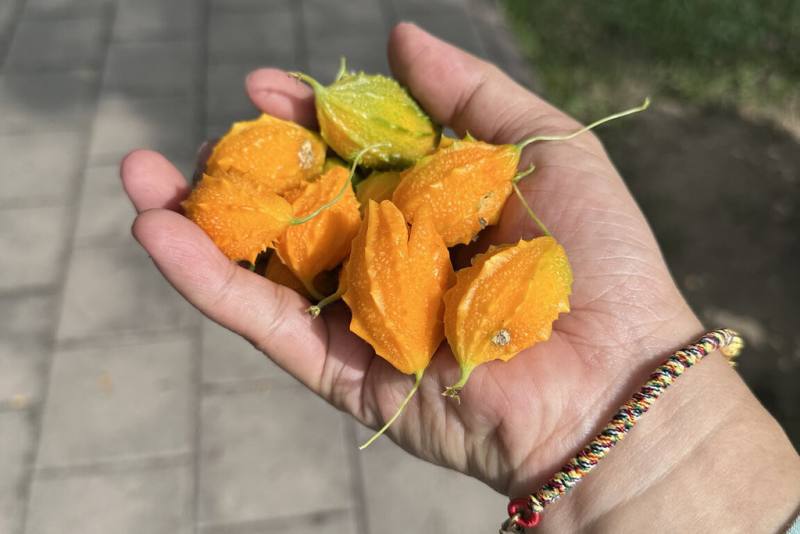 台南山上花園水道博物館園區植物生態豐富，前一段時間連續性雨勢過後，山苦瓜快速蔓生，長出不少外型可愛果實。（台南市文化局提供）