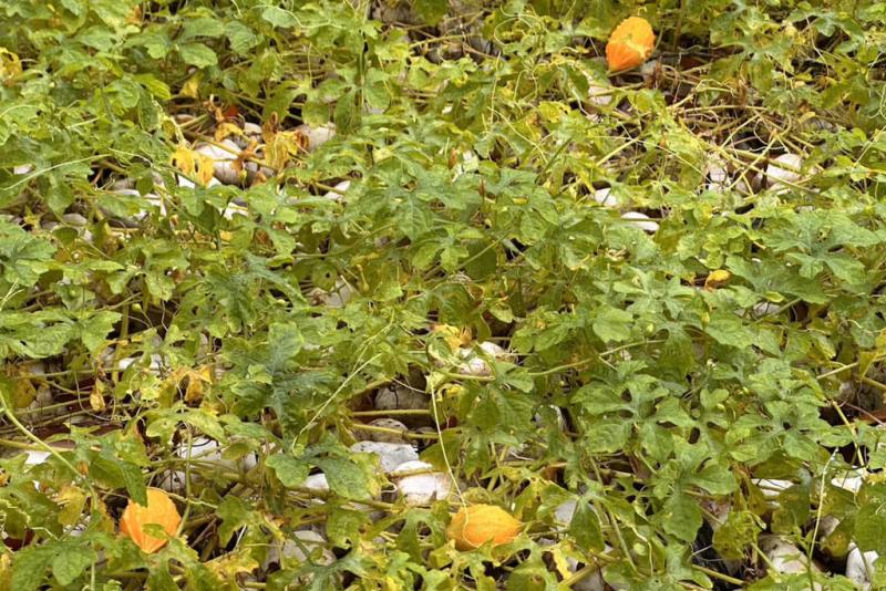 台南山上花園水道博物館園區植物生態豐富，在前一段時間連續性雨勢過後，中央圓環區山苦瓜快速蔓生，長出不少外型可愛果實。（台南市文化局提供）