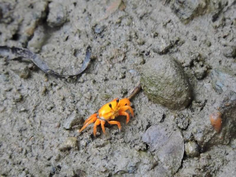 台灣有10多種招潮蟹，而高雄援中港濕地就有10種，有的還會隨時間變換顏色，相當有趣。市府工務局10日表示，目前是招潮蟹活躍季節，民眾可前往欣賞自然界的多樣與獨特。（高雄市工務局提供）