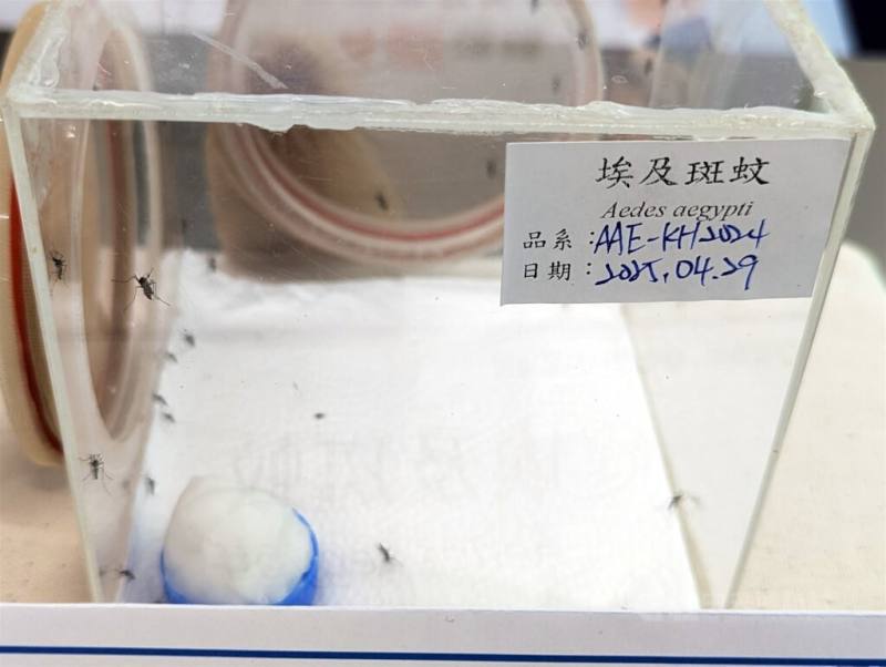 圖為屈公病病媒蚊之一埃及斑蚊。（中央社檔案照片）