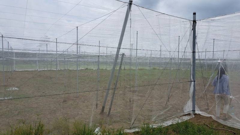 颱風楊柳逼近台灣，預估高雄將有豪雨等級雨勢；高雄市農業局呼籲農友做好田間排水、固定枝幹條，適逢收穫季的蔬果應儘速採收。圖為高市農地網室加強固定防颱。（高雄市農業局提供）