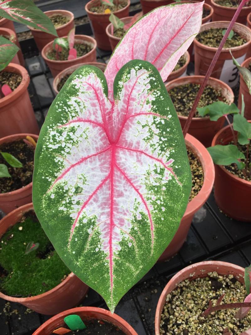 粉嫩透亮的彩葉芋‘種苗4號–櫻之雪’