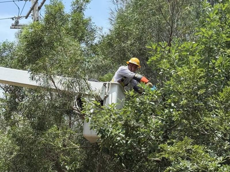 颱風楊柳接近，台電金門區營業處12日表示，已完成颱風動員整備，也提醒民眾做好防颱準備。圖為台電金門區營業處人員對樹枝做預防式修剪，避免風雨使樹枝接觸到線路造成停電事故。（台電金門區營業處提供）