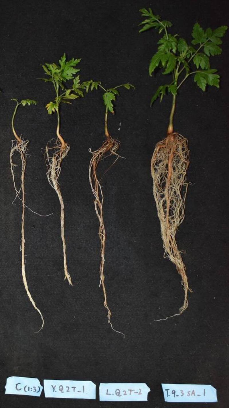 農業部林業試驗所近日成功從瓊崖海棠根部篩選出具備卓越耐鹽及促生能力的益生菌株，未來在台灣西海岸、西南沿海等過去造林不易的地區，可望透過這項技術，提升防風林營造成功率。（林試所提供）