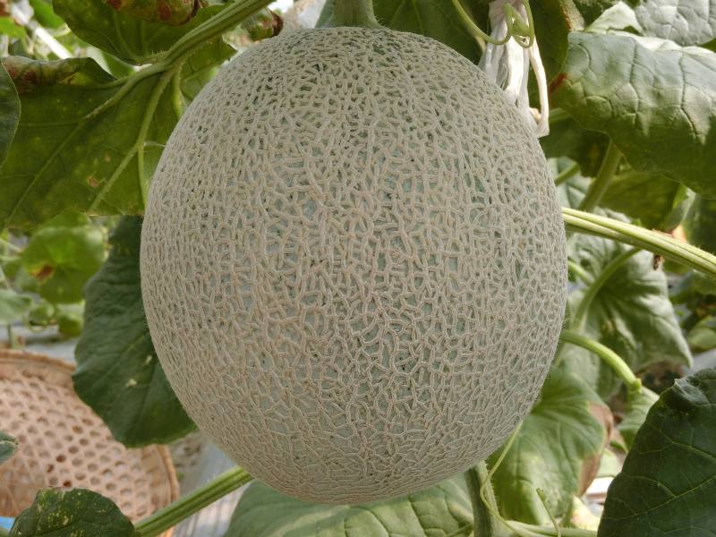 圓滿可口的甜瓜‘台南16號’