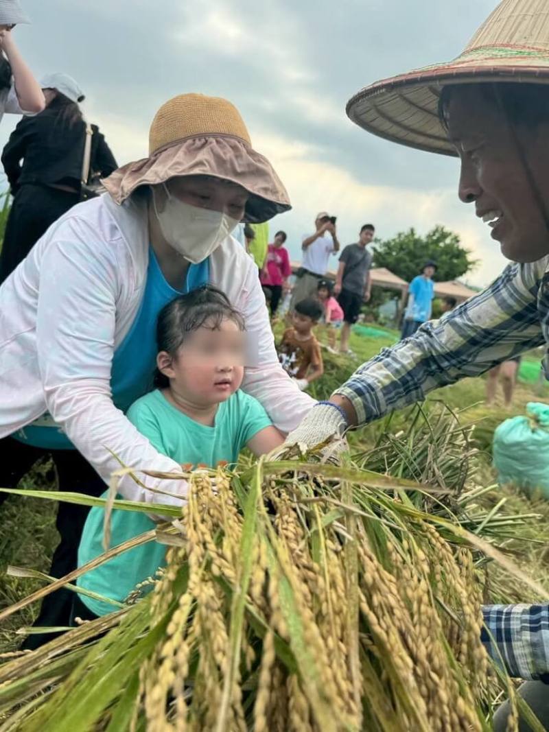 新北市金山區金美國小附設幼兒園日前舉辦「收割季」活動，由大人先下田體驗手工割稻，再讓孩子們接力將稻穗送至打穀機脫粒，親子共同體驗農事辛勞。（金美國小附幼提供）