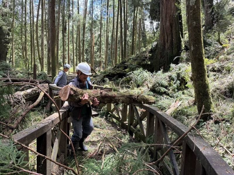 受颱風楊柳影響，阿里山國家森林遊樂區因園區倒木、枯枝落葉數量龐大，導致步道無法通行，14日進行環境整理與巡查園區，預計15日恢復開園。（林業署嘉義分署提供）
