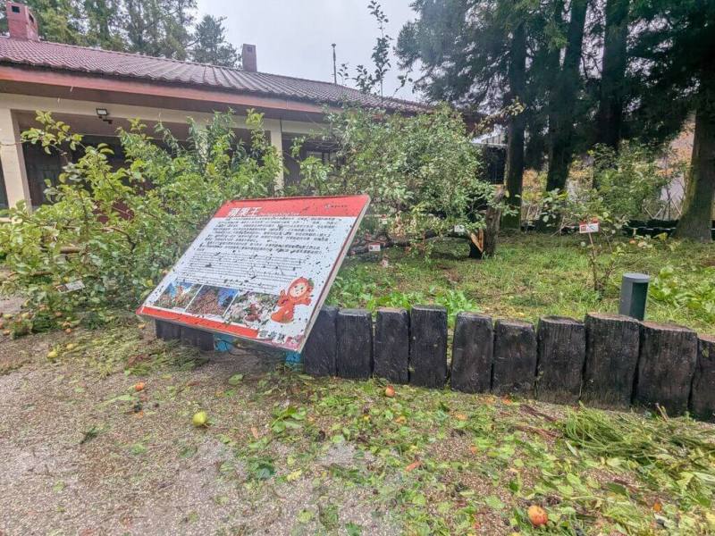 颱風楊柳襲台帶來強勁風勢，台中市和平區福壽山農場的鎮場之寶「蘋果王」，13日下午不敵強風吹襲，從主幹根部位置斷裂，技術人員評估已無法救治。（福壽山農場提供）