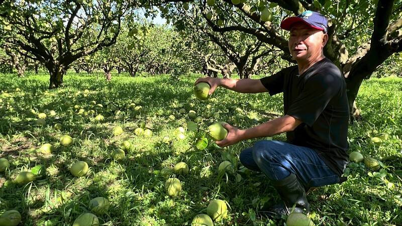 台東農作物連續3年遭到颱風重創，颱風楊柳造成文旦柚落果，農民14日一大早到田裡巡視災情，看到被蹂躪的作物，不知從何著手整理