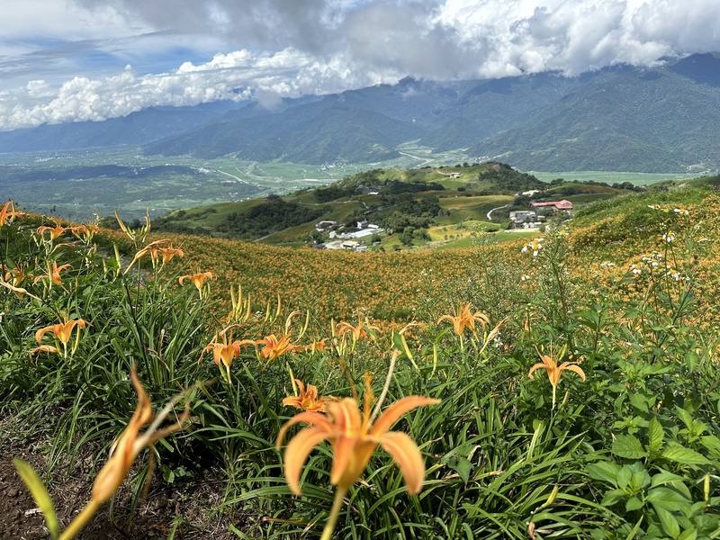 颱風楊柳影響，花蓮富里鄉公所14日啟動六十石山金針花季緊急應變措施，針對交通動線及安全維護臨時調整，提醒駕駛人遵循指揮，並注意警示標誌。圖為六十石山金針花海
