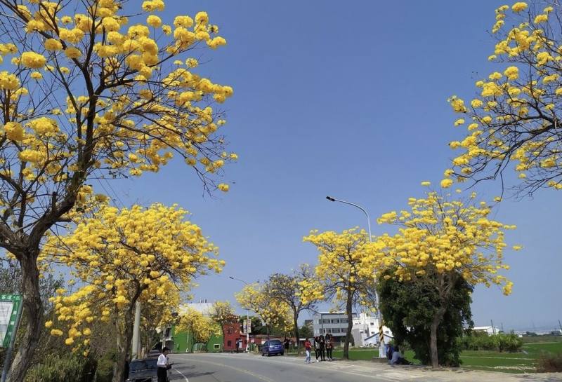交通部公路局中區養護工程分局南投工務段表示，彰化縣芬園鄉彰南路一段至三段約3公里長路段，道路兩側的黃金風鈴木樹齡有30多年，專家學者發現，其中93株因根部支持性不佳、結構枝分生不良等因素須移除，工程預定9月1日至26日進行。（彰縣府提供）