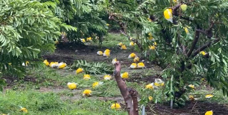 颱風楊柳侵襲造成釋迦落果。（民眾提供）