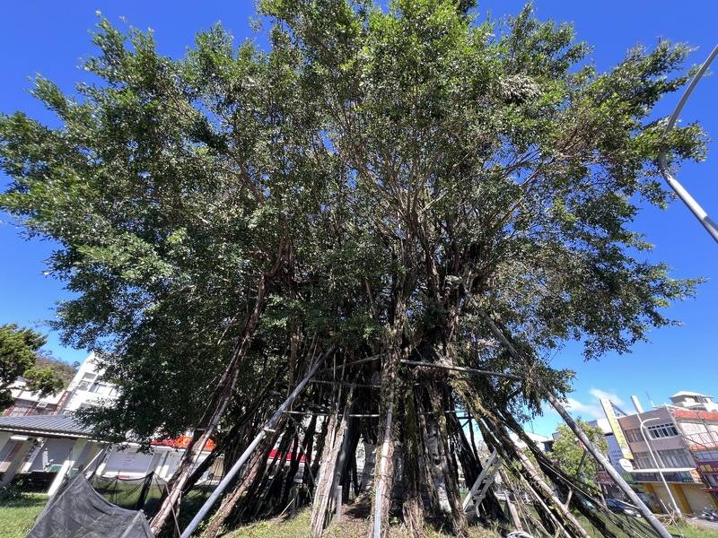 台東市三角公園「空中樹」挺過颱風楊柳襲擊，吸引民眾在社群網站按讚，5年來遇3次颱風依然屹立不搖。樹木專家評估，它生命力已達98%，115年底颱風季節過後可分階段拆支架