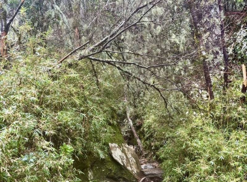 颱風楊柳為台東地區帶來強勁風雨，嘉明湖步道許多樹木傾倒，林業及自然保育署台東分署已加快搶修，預計17日重新對外開放。（林業及自然保育署台東分署提供）