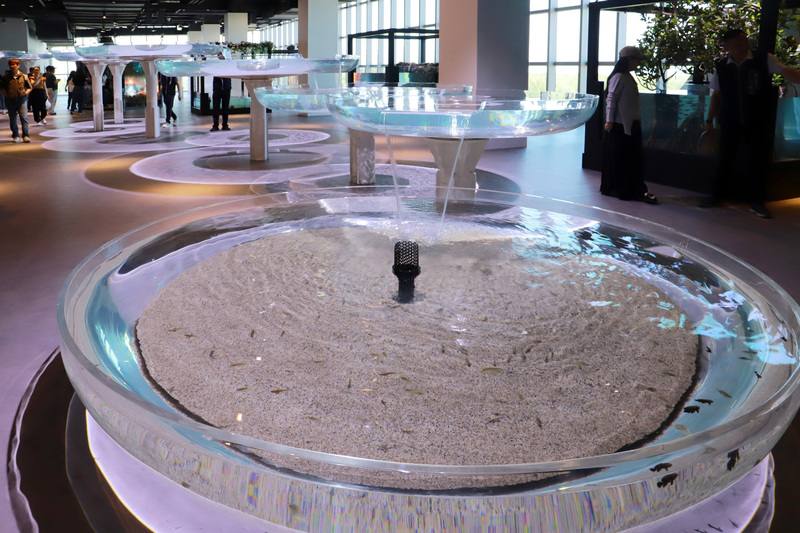 台中海洋館即將迎來試營運，其中台中水域區，透過高聳蓮型展缸，模擬台中河川從大甲溪上到下游的水文生態。