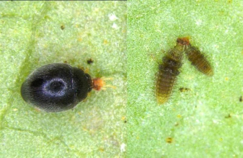 葉蟎是木瓜的害蟲，俗稱紅蜘蛛或白蜘蛛，農業部苗栗區農業改良場發現「黑囊食蟎瓢蟲」是葉蟎的天敵，成蟲（左）及幼蟲（右）都具捕食葉蟎的能力，大量培育並於田間釋放試驗，可有效減少化學藥劑，維護食安也確保農民收成。（苗栗農改場提供）