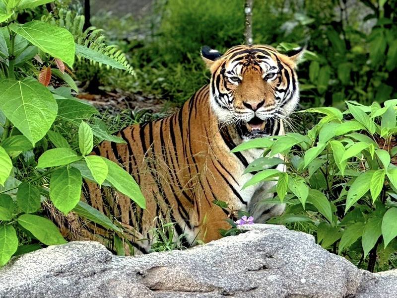 台北市立動物園與新加坡合作馬來虎雙向借殖計畫，「Serikin」年初抵達新加坡，目前適應新環境良好。