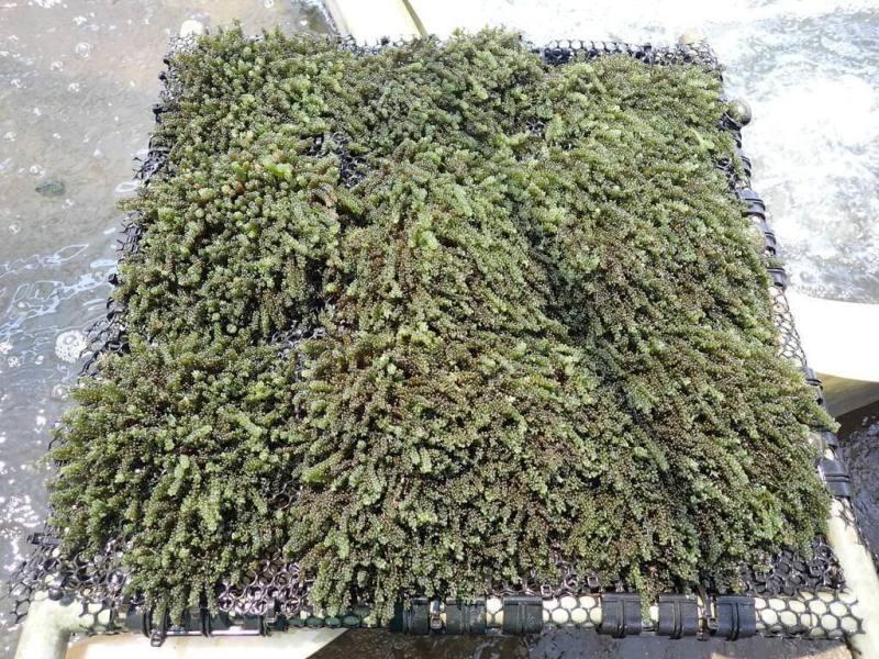 海洋委員會國家海洋研究院民國112年與農業部水產試驗所合作，共同推動「大型藻類養殖與碳匯技術研究計畫」，以台南七股陸域藻場為核心試驗基地，搶攻海洋碳封存產業。圖為在陸域水槽中進行的海葡萄（綠藻類）養殖量化研究。（國海院提供）