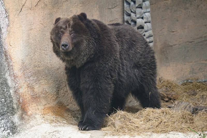 "Little Chiao" lived at Taipei Zoo since 2006. Photo courtesy of Taipei Zoo.