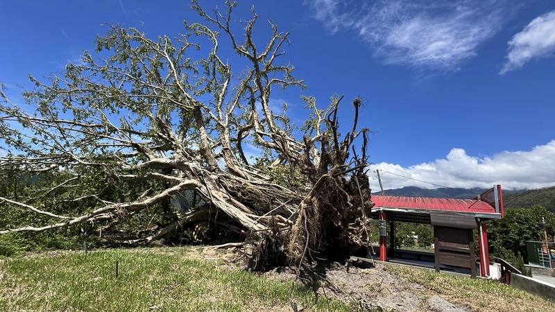 台東縣政府列管的鹿野鄉珍貴老樹「五十戶土地公廟榕樹」，5年前染病經搶救活了下來，但遭到颱風楊柳吹倒，所幸沒壓到土地公廟