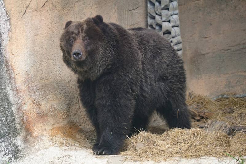 台北市立動物園棕熊「小喬」2023年健康檢查時，發現罹患乳腺腫瘤，術後恢復良好、定期追蹤，前些時候有狀況出現，19日確定復發，經動物福祉評估小組審慎討論後，決定以人道方式協助安詳離開。（台北市立動物園提供）