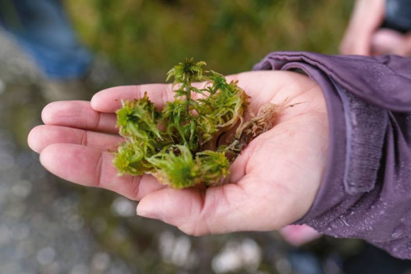 There is great biodiversity to be found in Taiwan’s mid-sized mountains. The photo shows beard moss (Usnea) at Cuifeng Lake in Taipingshan National Forest Recreation Area.​​