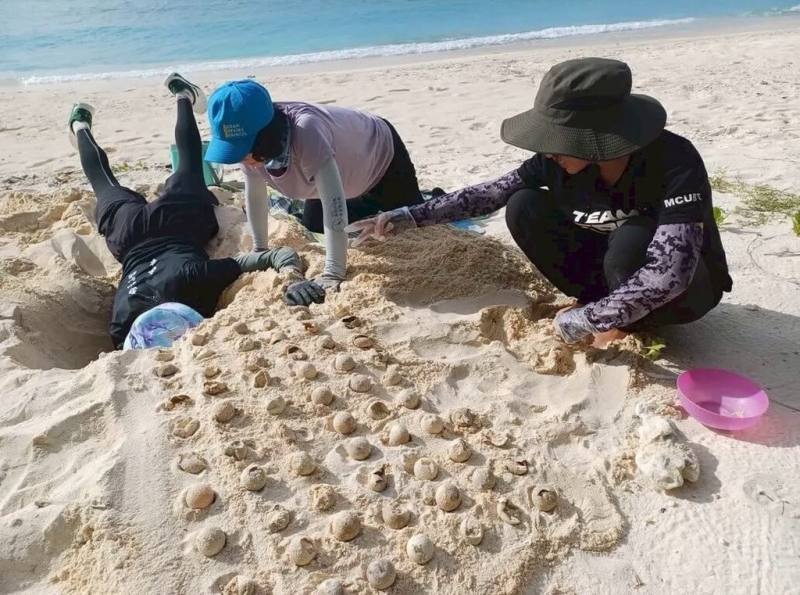 海委會海保署調查海龜產卵，研究顯示產卵母龜數量創近3年新高，呼籲民眾若在沙灘或海上活動時遇見海龜，請保持距離、不打擾，也不要踩踏有標示的卵窩位置。（海保署提供）