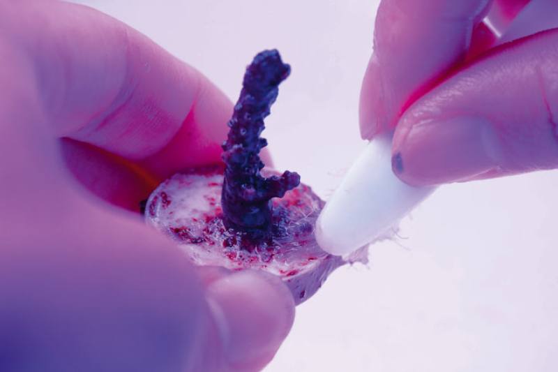 每一株珊瑚苗背後，都有無數的悉心照料。