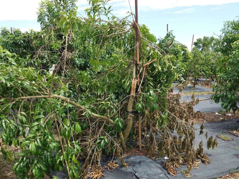 受颱風楊柳影響，高雄市旗山區轄內不少已插秧二期水稻幼苗流失，杉林區公所並通報黃金果、印加果及百香果田區植株折損、浸水等，農業損失慘重。（高雄市農業局提供）