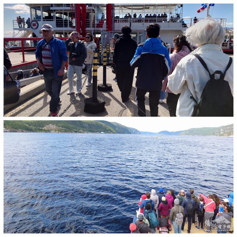 僑胞們在聖凱薩琳灣登上觀鯨船，出發賞鯨(上圖)、僑胞在賞鯨船上搜尋鯨魚出水的身影(下圖)