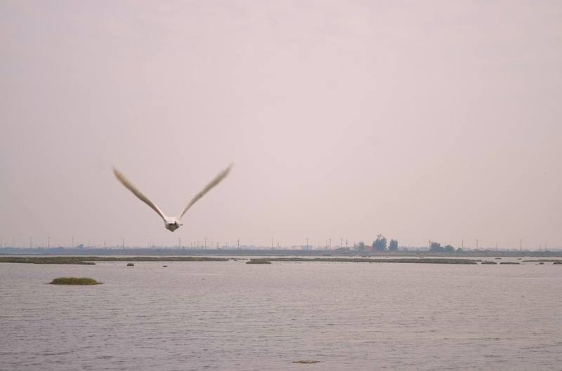 高雄市野鳥學會22日在布袋鹽田保育工作平台會議中發言，提議縣府爭取將布袋鹽田提升為國際級濕地，獲取更多資源投入棲地改善與水域調控。