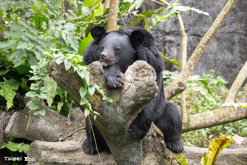 Grandparents’ Day at Taipei Zoo: Learning About the Joy of Aging with the Animals