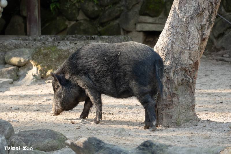 Grandparents’ Day at Taipei Zoo: Learning About the Joy of Aging with the Animals