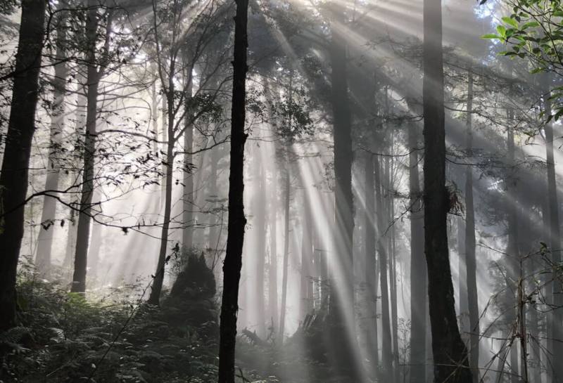 農業部林業及自然保育署嘉義分署推出「秋霧寫真旅」活動，8月28日中午起到9月5日前接受報名，邀請80名攝影愛好者到阿里山國家森林遊樂區，捕捉阿里山魔幻時刻。（林保署嘉義分署提供）