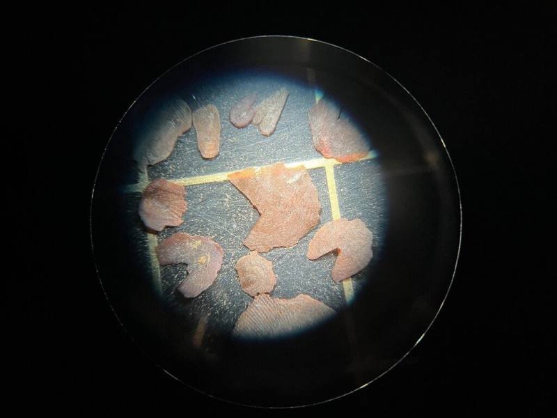 台南考古中心近日在南科高鐵橋下一帶挖出大面積魚鱗堆積和有機質殘留，這是台灣少見史前生態遺留現象。圖為清整後的魚鱗近照。（台南市政府提供）