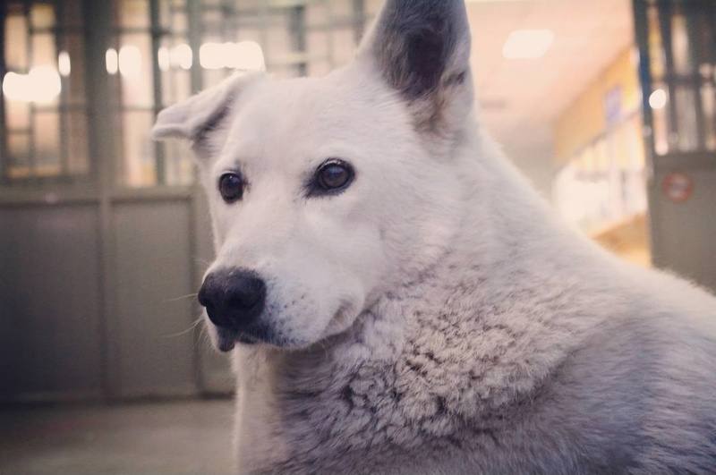 獸醫提醒，家貓、家狗長期暴露於二手菸、三手菸環境，罹癌機率相較無菸害環境下高出2至4倍，寵物即使化療、手術，罹癌存活1年機率不到1成。