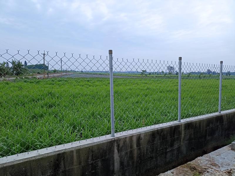 已施用自製禽糞堆肥的牧草田