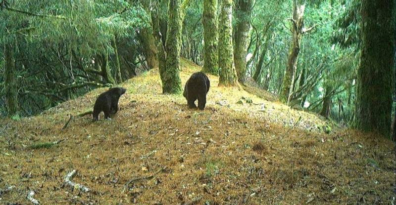 玉山國家公園是台灣特有亞種台灣黑熊唯一已知高密度族群棲息地，東部園區瓦拉米步道一帶更有母、子熊出沒。圖為玉山園區母子熊出沒被紅外線相機拍下。（玉山國家公園管理處提供）