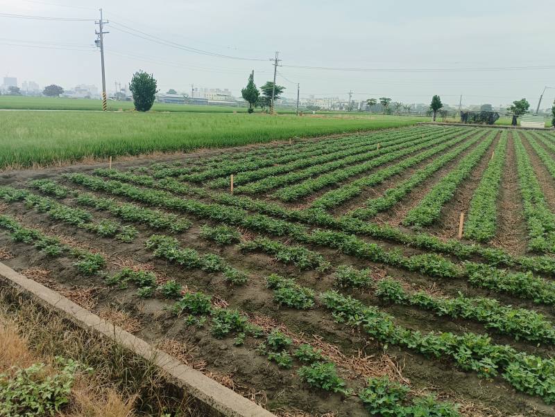 施用自製禽畜糞堆肥的落花生田