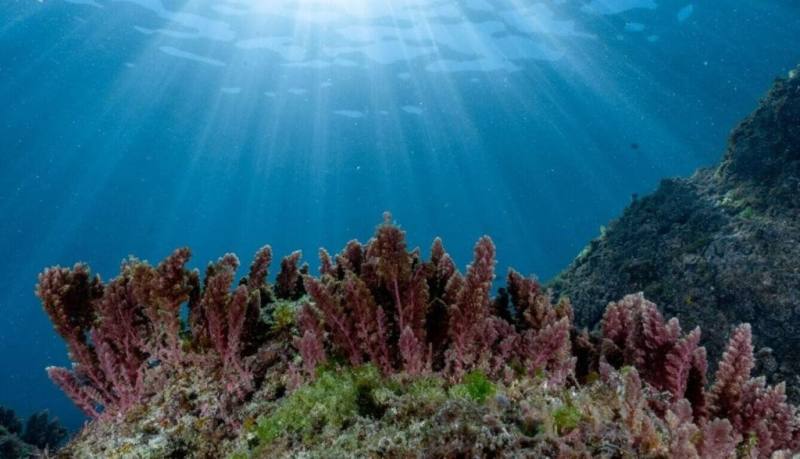 國外研究證實，牛隻飼料添加約1%乾燥海門冬，可減少90%甲烷排放。以往因海門冬人工養殖技術困難、野外採集量有限，商業應用受阻，水產試驗所近期成功開發陸上型人工養殖技術，為畜牧淨零排碳新解方