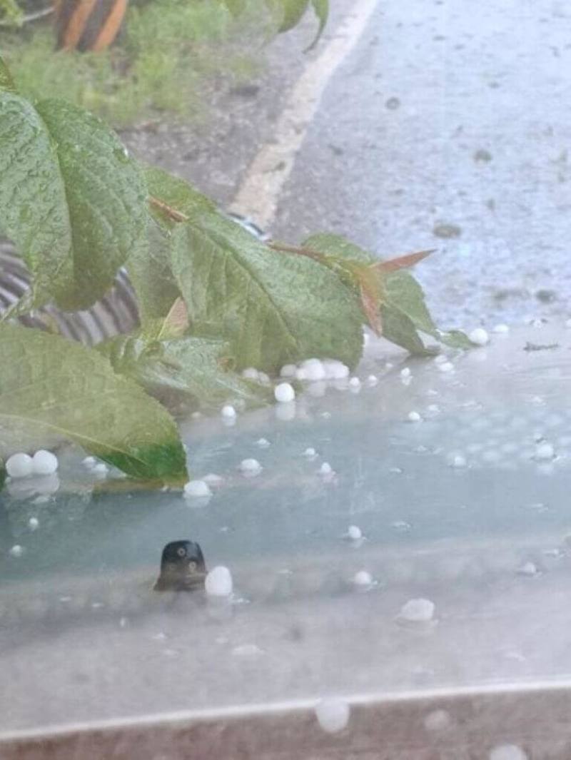 台中梨山地區日前下冰雹恐對農作物造成影響，相關單位持續關注；台中市農業局26日公布，如達現金救助標準，將向中央爭取公告納入農業天然災害現金救助地區