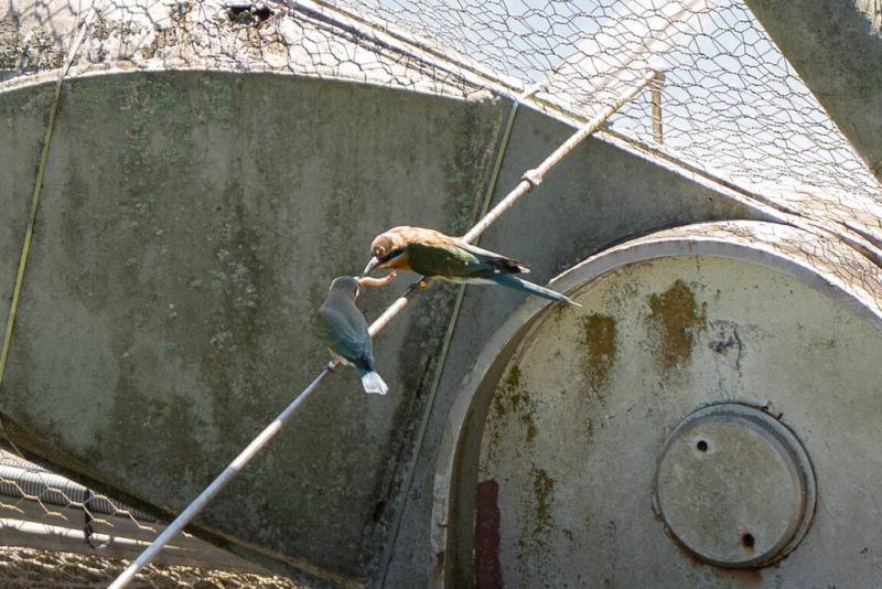 台北市立動物園內的栗喉蜂虎自然繁殖成功，雖然小鳥們離巢後就不會再回巢洞棲息，不過有時還是會被爸媽餵食