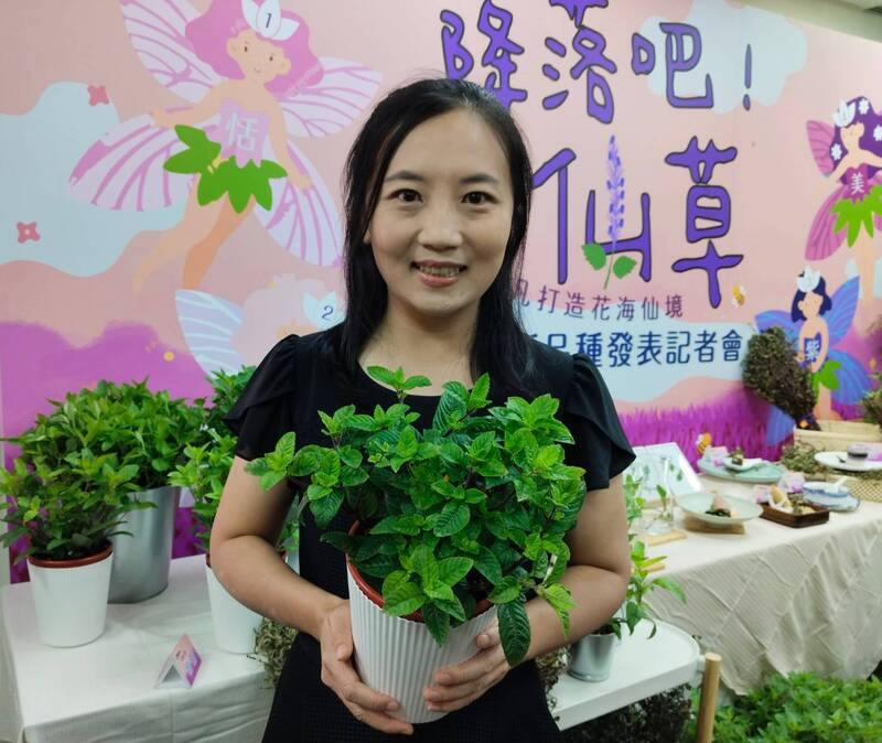 農業部花蓮區農業改良場28日介紹新育成的4種仙草品種，不但可食用，還具觀賞、保健、生態營造功效，取名如同仙女下凡般，分別是：仙恬、仙觀、仙紫與仙美，幕後大功臣是外號「仙女」的花蓮農改場助理研究員游之穎